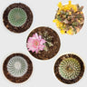 Colorful Unique Cactus Combo Set of 5 with Free Shipping | Bare Rooted Collector Cactus Pack