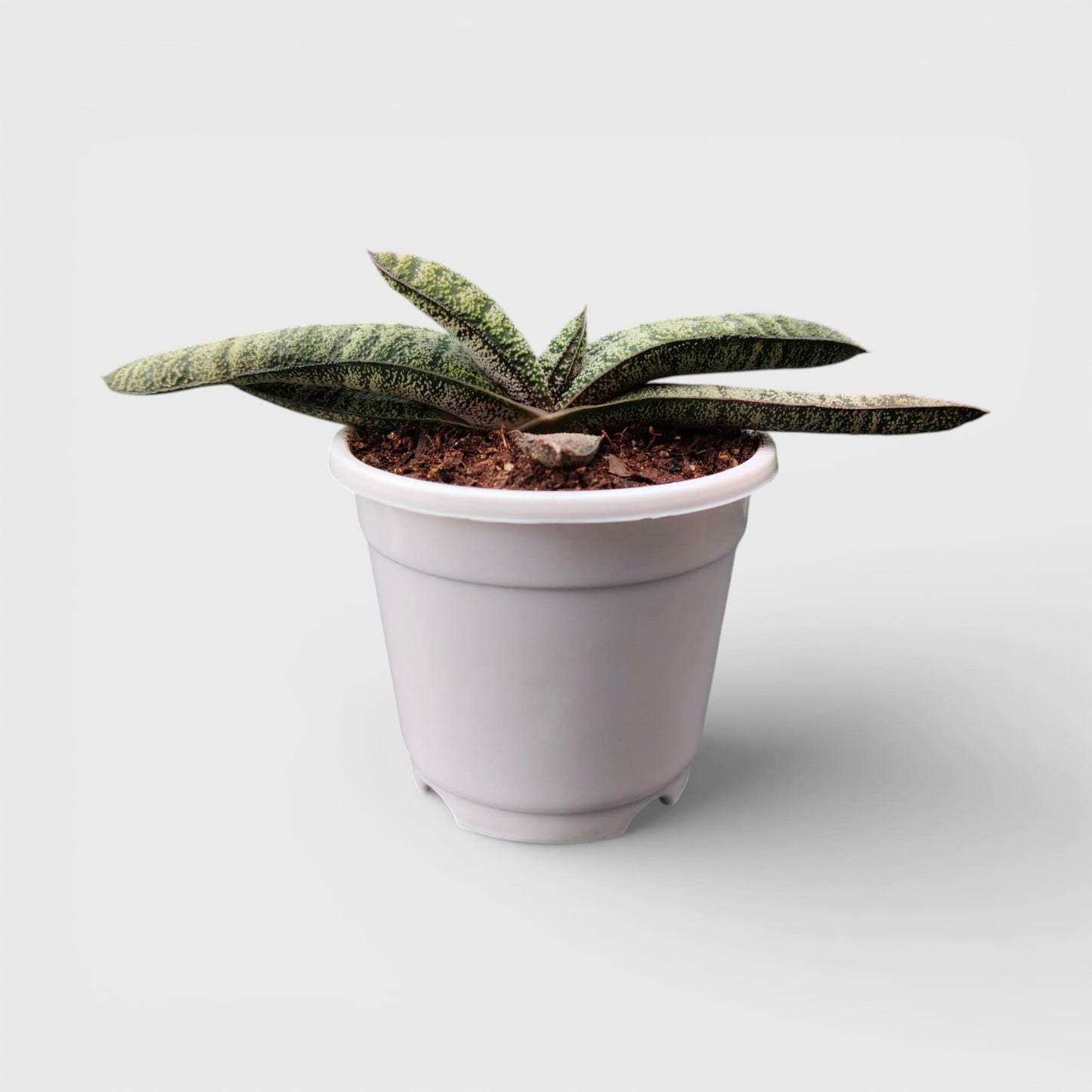 Gasteria Armstrongii Hybrid – Rare Succulent Plant | Bare Rooted