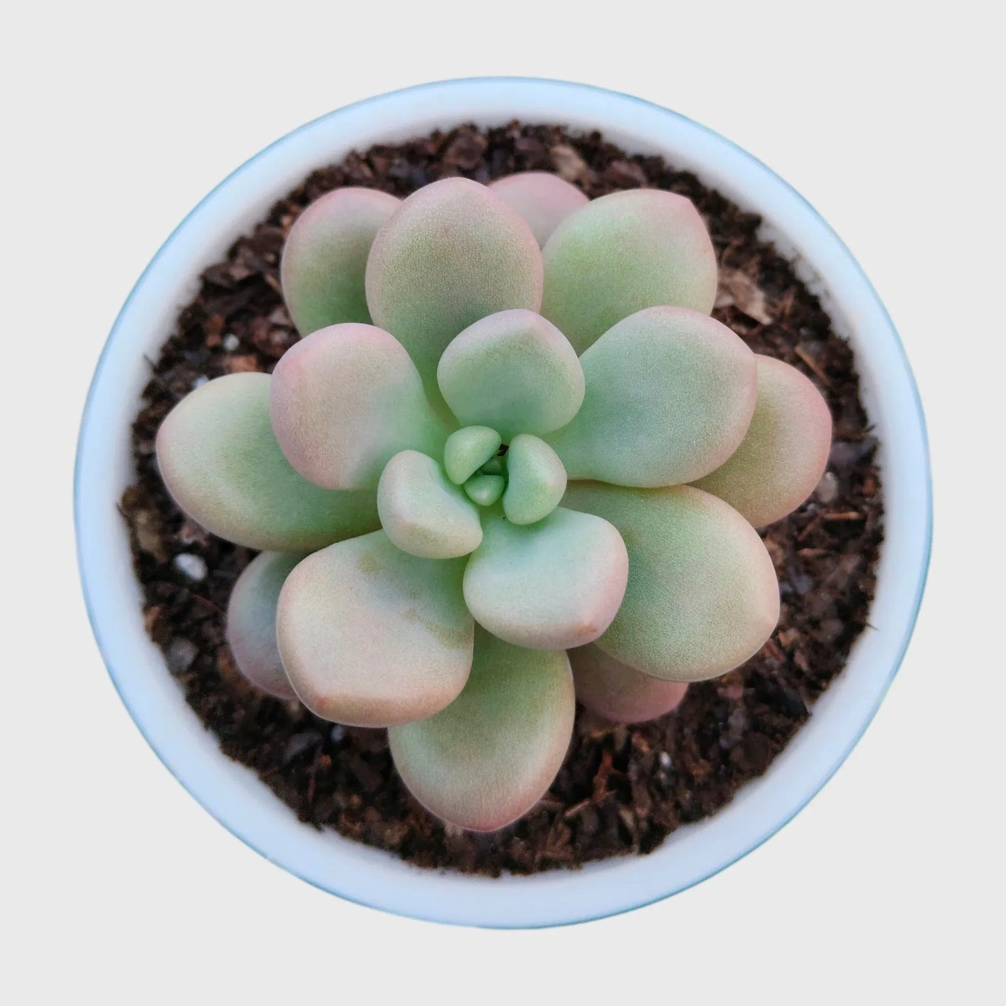 Succulent Plant Combo Set of 9 – Colorful Rare Bare-Rooted Succulents with Free Shipping