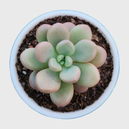 Succulent Plant Combo Set of 9 – Colorful Rare Bare-Rooted Succulents with Free Shipping
