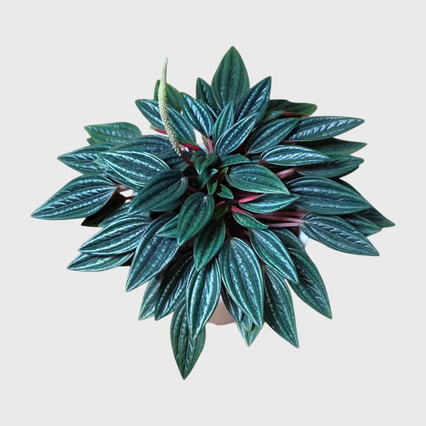 Succulent Plant Combo Set of 9 – Colorful Rare Bare-Rooted Succulents with Free Shipping