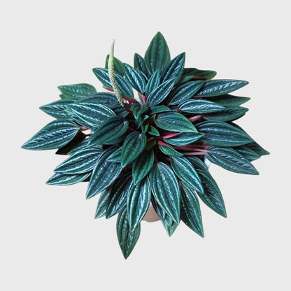 Succulent Plant Combo Set of 9 – Colorful Rare Bare-Rooted Succulents with Free Shipping