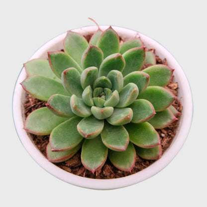 Echeveria Combo Set of 9 | Mature Well Rooted Succulents | Colourful Succulent Collection - Free Shipping