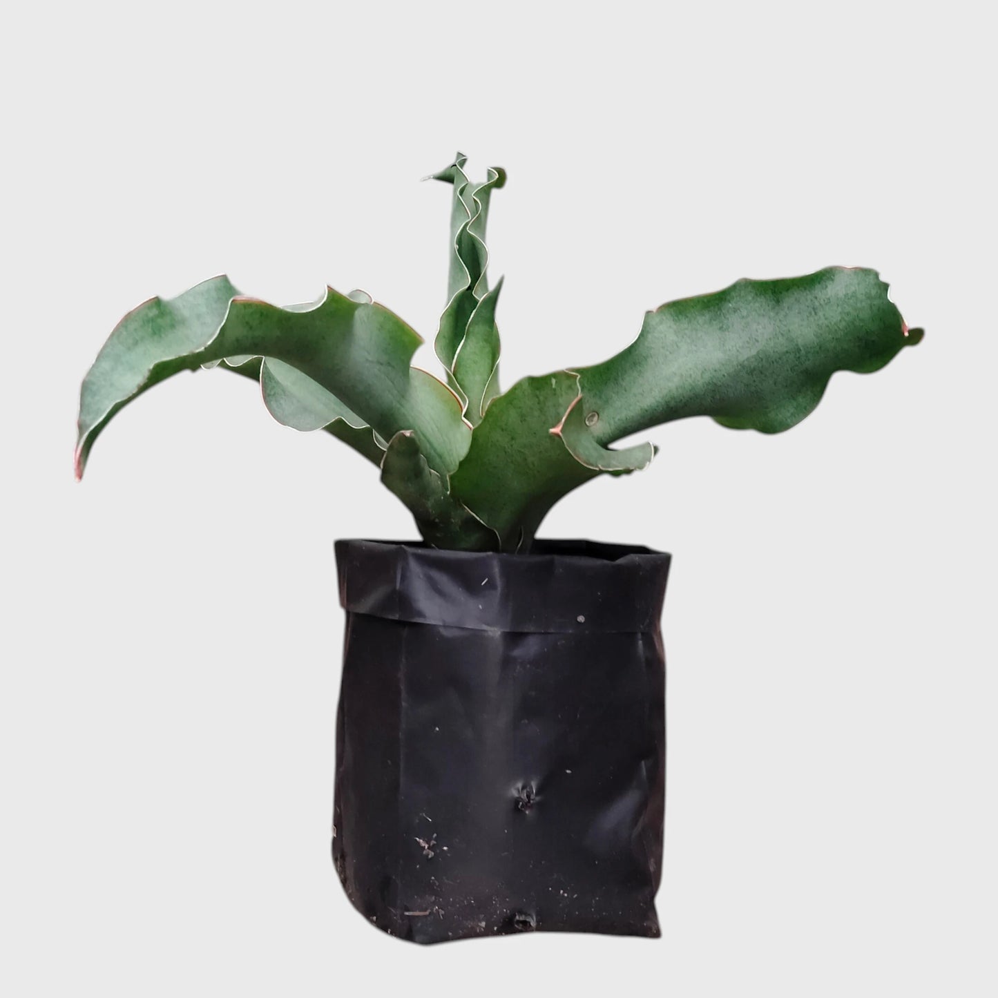 Sansevieria Kiboko Hybrid Rare Snake Plant | Well Rooted Mature Indoor Plant