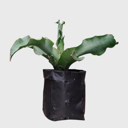 Sansevieria Kiboko Hybrid Rare Snake Plant | Well Rooted Mature Indoor Plant