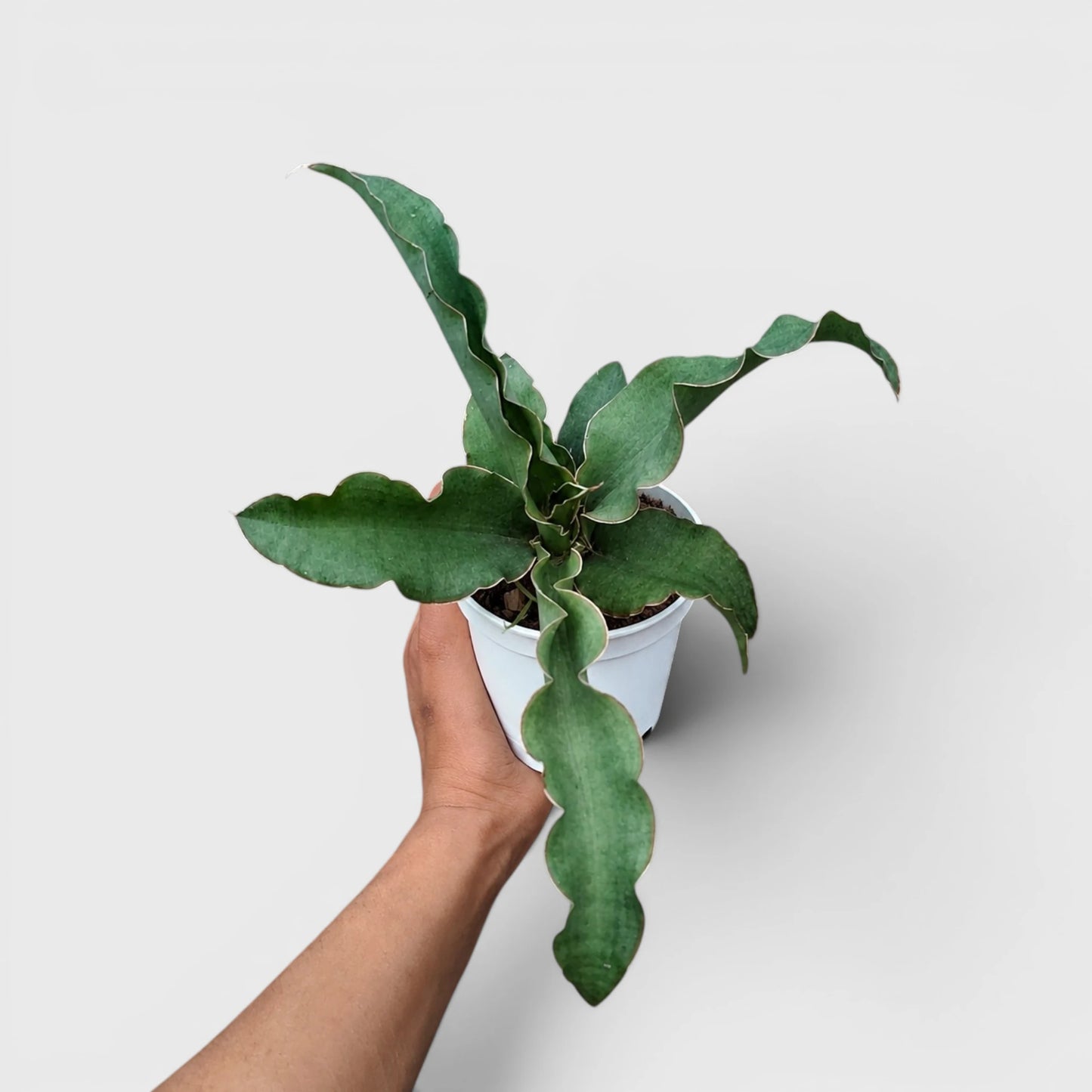 Sansevieria Kiboko Hybrid Rare Snake Plant | Well Rooted Mature Indoor Plant