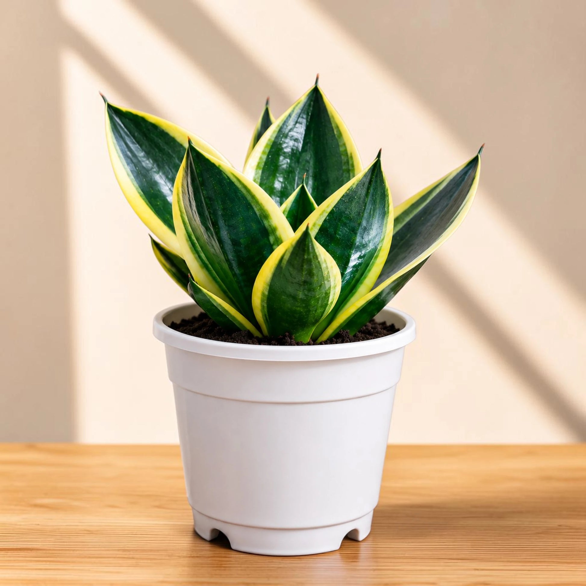 Sansevieria Trifasciata Dwarf Marginata | Well Rooted Variegated Air Purifying Snake Plant