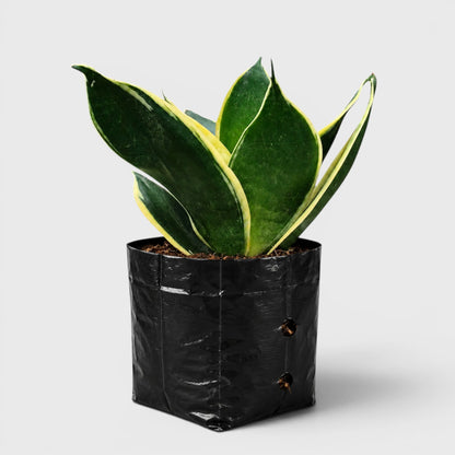Sansevierai Trifasciata Dwarf Marginated Variegated Snake Plant With Grow Bag