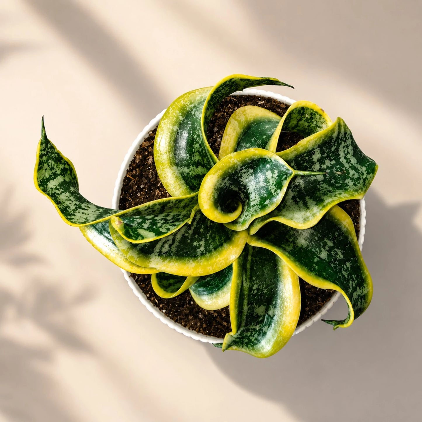 Sansevieria Twister (Tsunami Snake Plant) – Air Purifying Indoor Plant | Bare Rooted