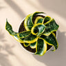 Sansevieria Twister (Tsunami Snake Plant) – Air Purifying Indoor Plant | Bare Rooted