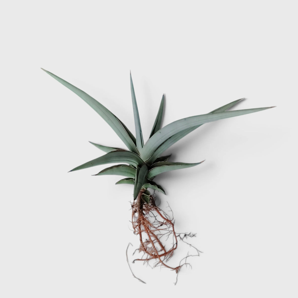 Sansevieria-chanin-hybrid-sansevieria-india