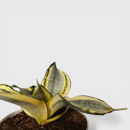 Golden edge snake plant close up