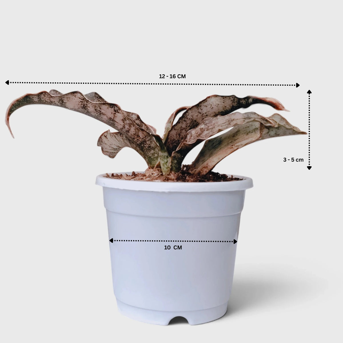 Sansevieria Kirkii (Dracaena Pethera) – Broad Leaf Snake Plant