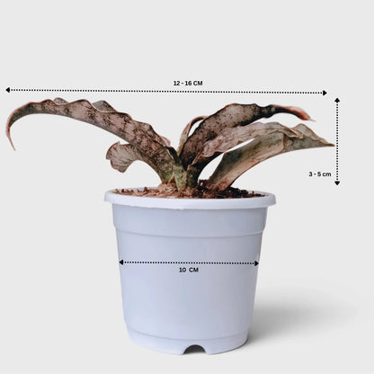 Sansevieria Kirkii (Dracaena Pethera) – Broad Leaf Snake Plant