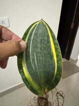 Arun Prabhakar