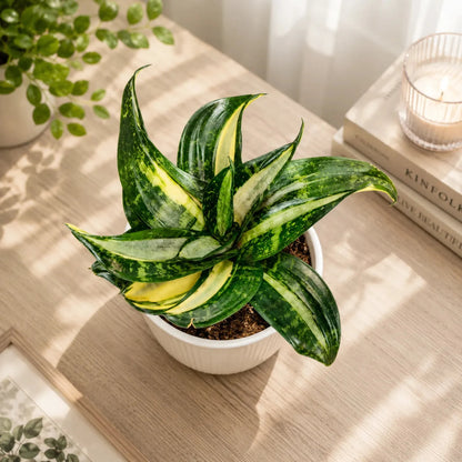Rare Sansevieria Snake Plant Combo Set of 4 Mature Well-Rooted Bare-Rooted Live Plants