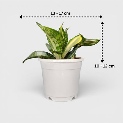 Sansevieria Silver Streaker Hahnii Compact Indoor Snake Plant | Air Purifying Plants