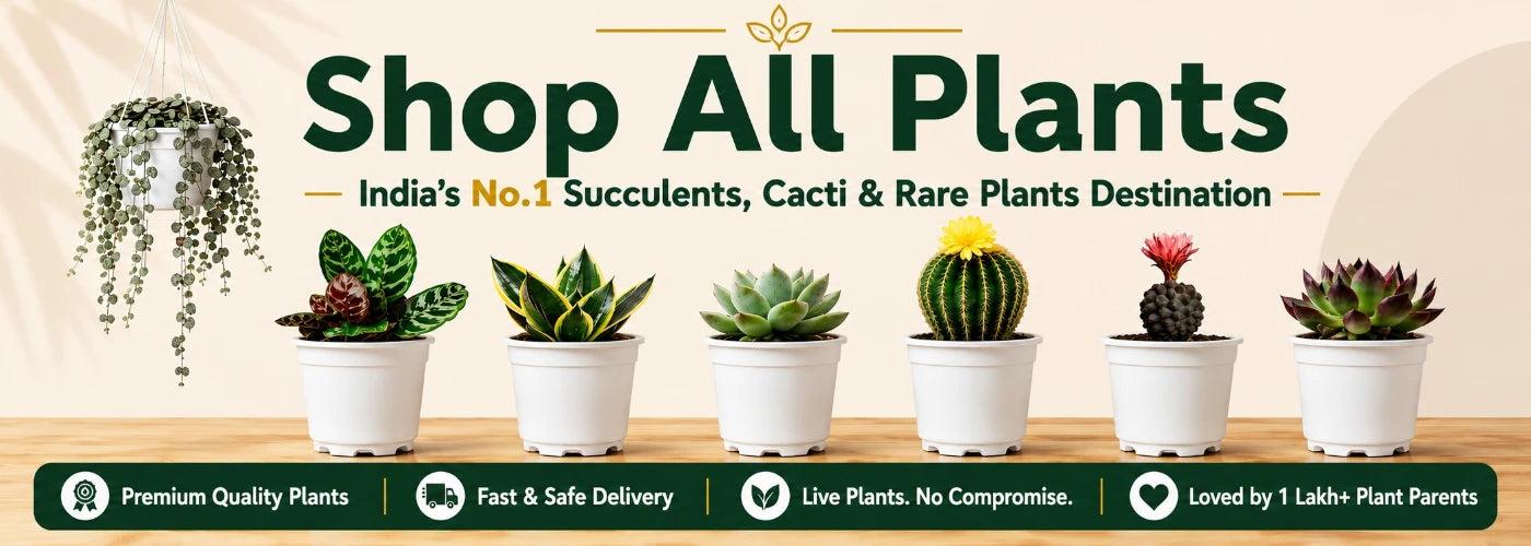 Shop Indoor Plants, Succulents & Cacti