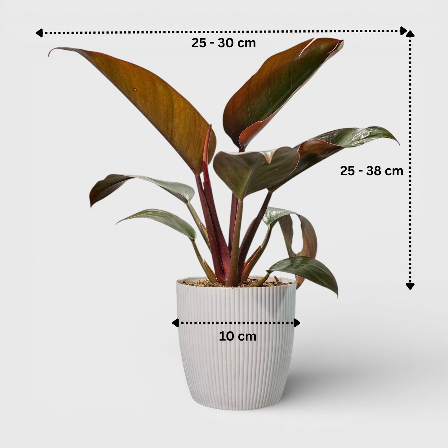 Potted plant with dimensions indicated on a white background
