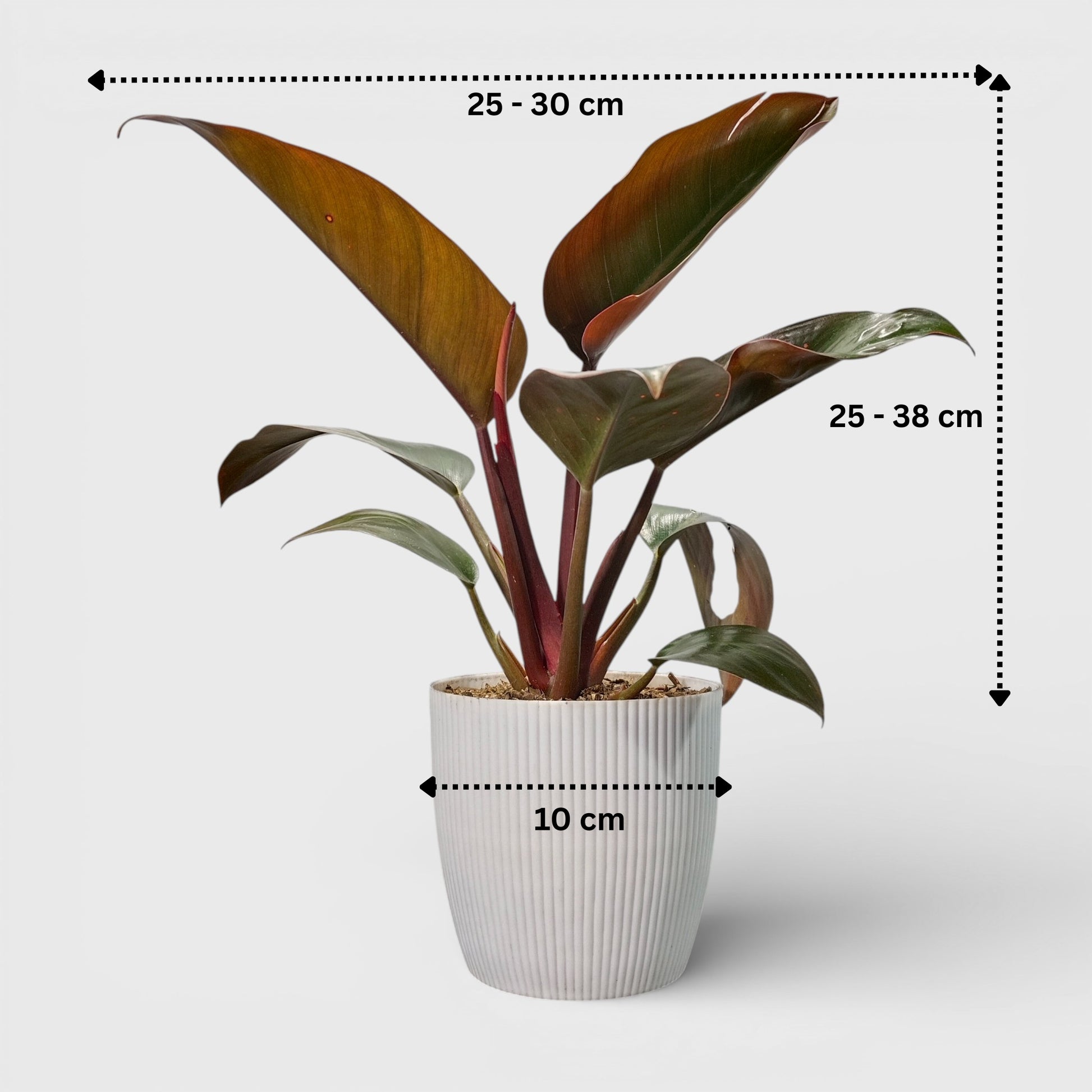 Potted plant with dimensions indicated on a white background