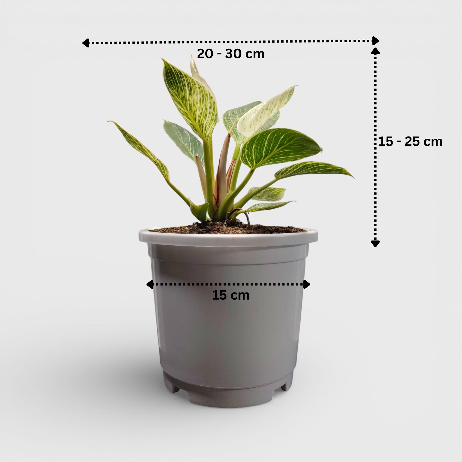 Potted plant with dimensions indicated on a light gray background