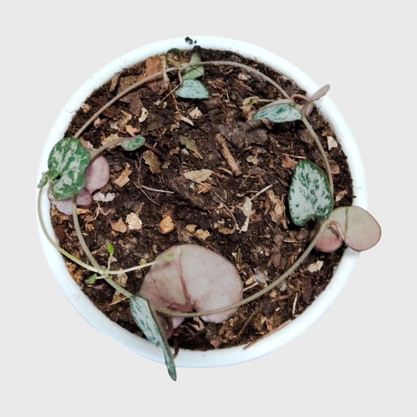String of Hearts Non Variegated | Small Size Well Rooted Hanging Succulent Plant