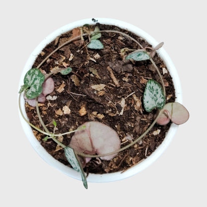 String of Hearts Non Variegated | Small Size Well Rooted Hanging Succulent Plant