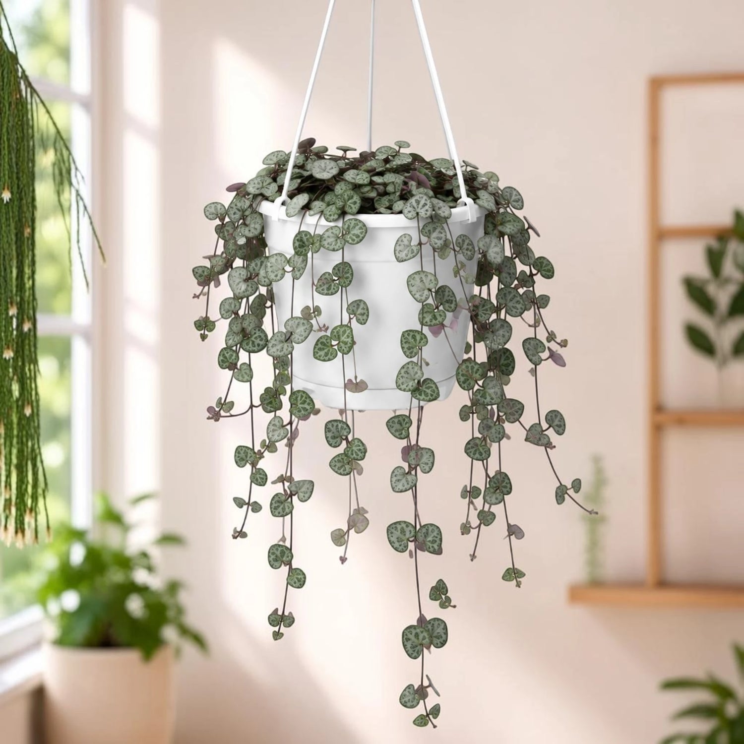 String of Hearts Non Variegated | Small Size Well Rooted Hanging Succulent Plant