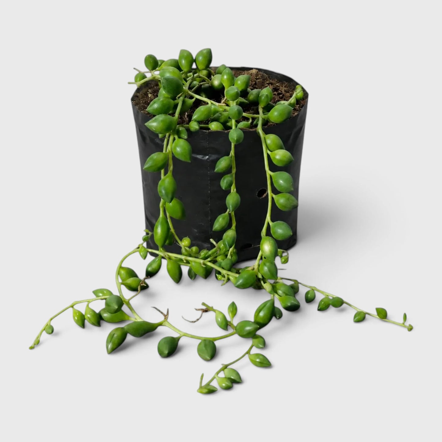 String of Tears (Non-Variegated) – Bushy Well Rooted Trailing Hanging Succulent | Low Maintenance Indoor Succulent | Bare Rooted
