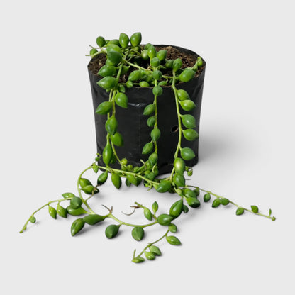 String of Tears (Non-Variegated) – Bushy Well Rooted Trailing Hanging Succulent | Low Maintenance Indoor Succulent | Bare Rooted