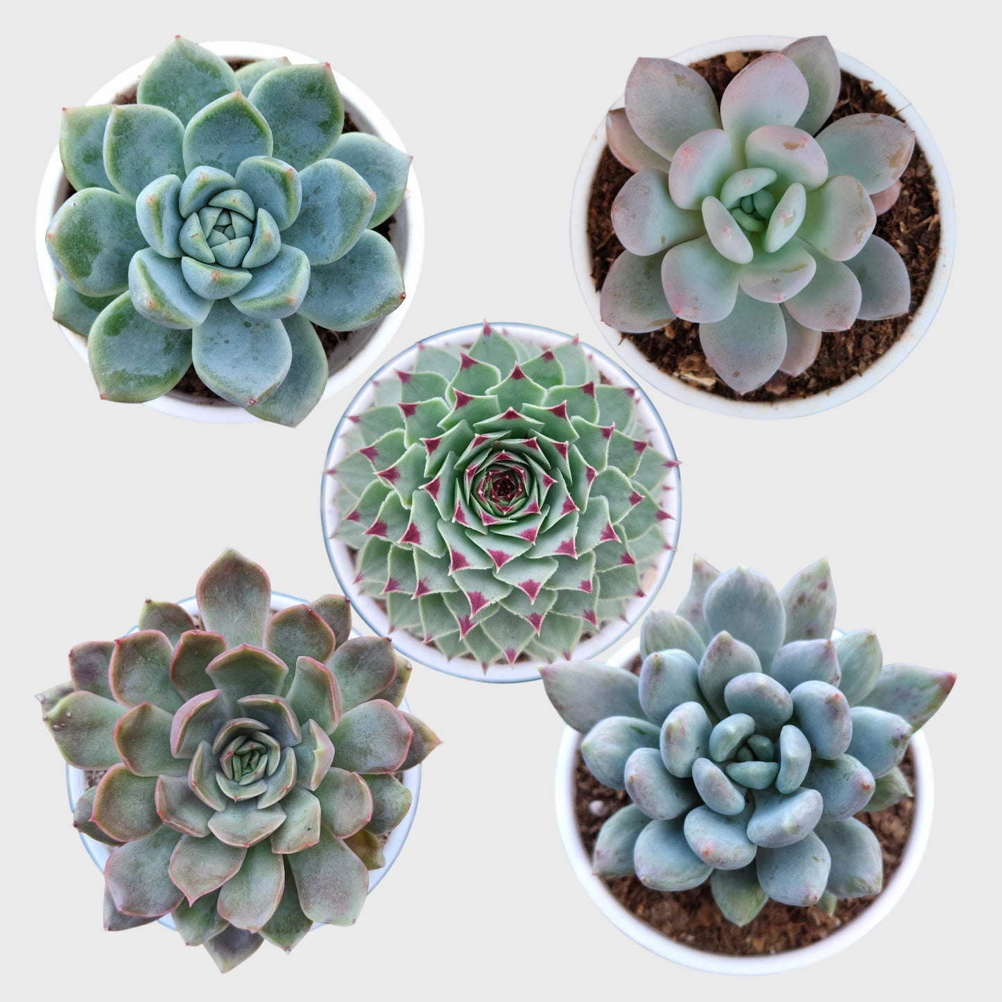 Succulent Combo Set of 5 Mature Bare Rooted Plants | Colourful Collector Succulents
