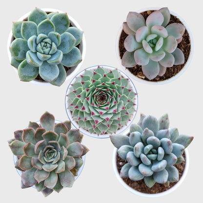 Succulent Combo Set of 5 Mature Bare Rooted Plants | Colourful Collector Succulents