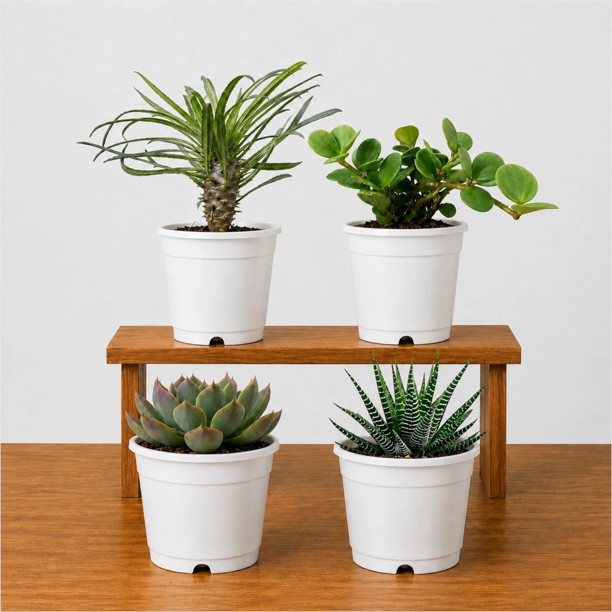 Rare Succulent Combo Pack of 4 | Premium Live Succulent Collection