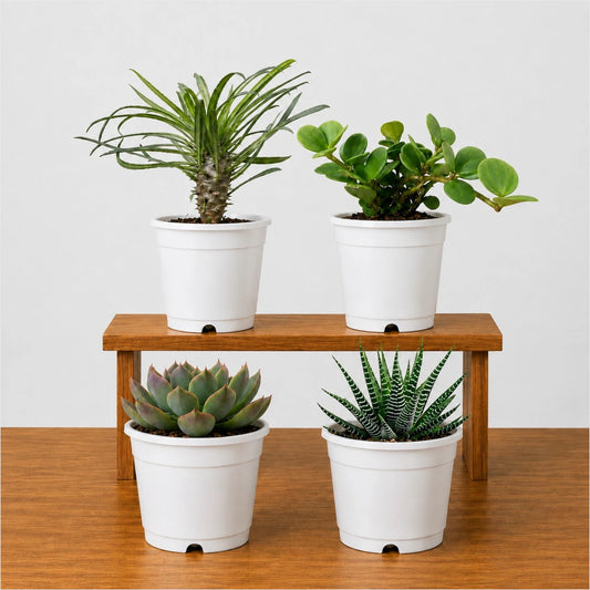 Rare Succulent Combo Pack of 4 | Premium Live Succulent Collection