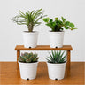 Rare Succulent Combo Pack of 4 | Premium Live Succulent Collection