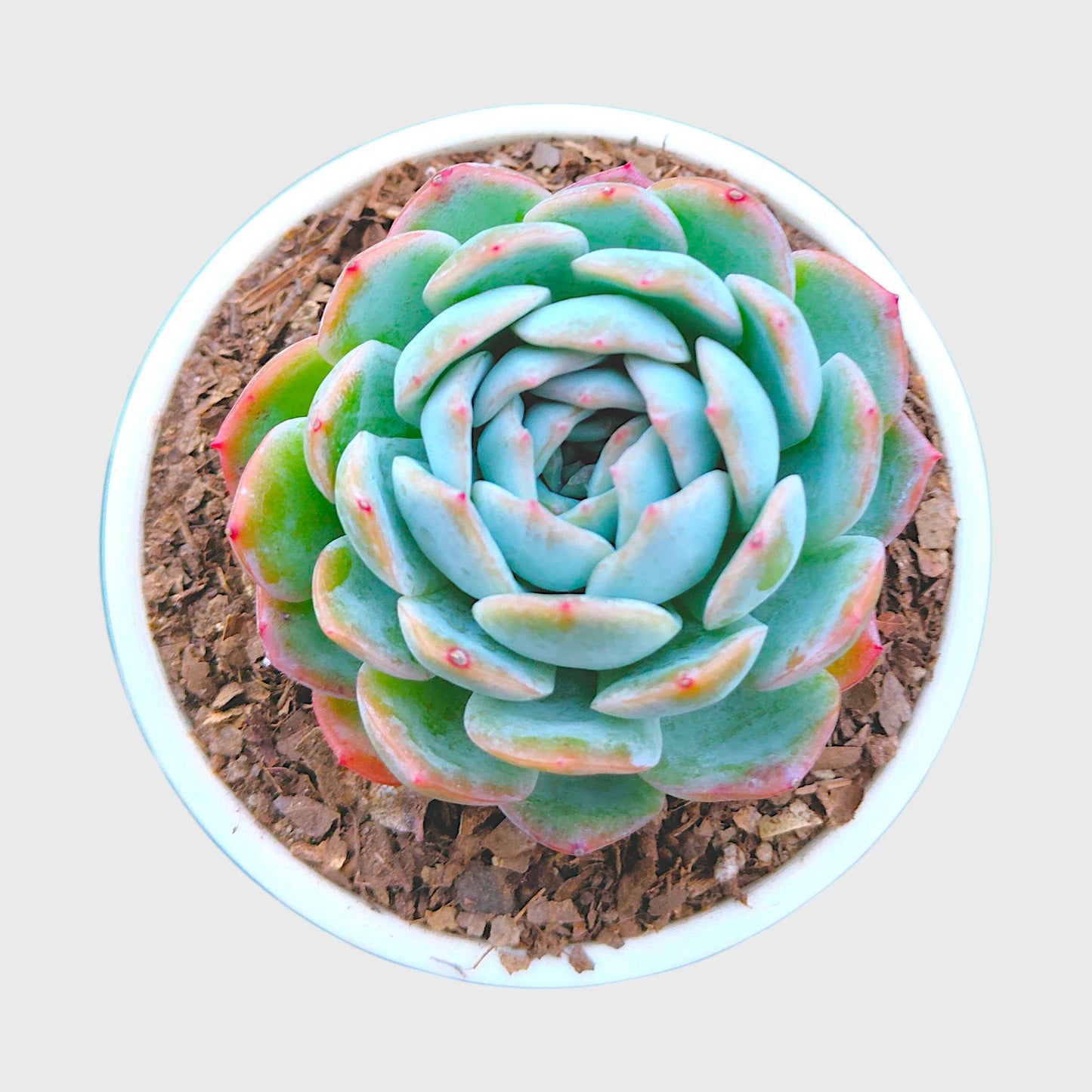 Succulent Combo Set of 9 Bare Rooted Plants