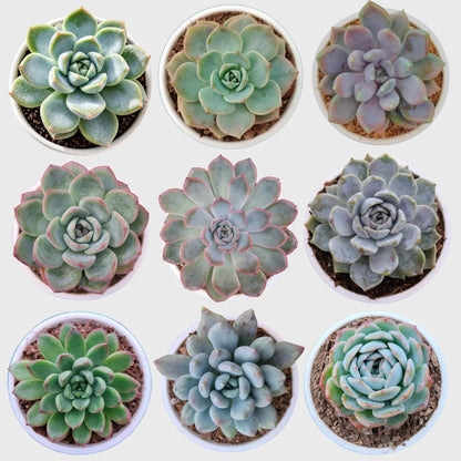 Succulent Combo Set of 9 Bare Rooted Plants