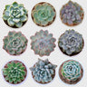 Succulent Combo Set of 9 Bare Rooted Plants