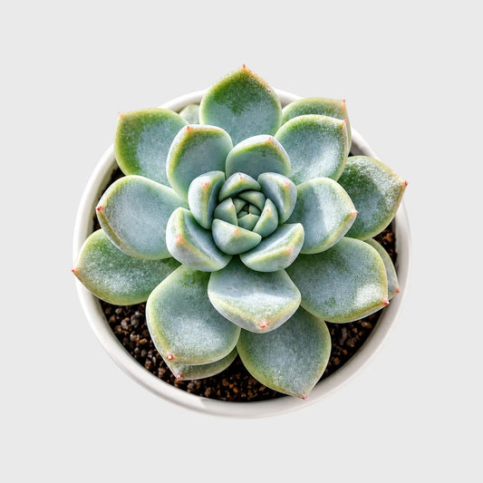 Succulent Combo Set of 9 Bare Rooted Plants