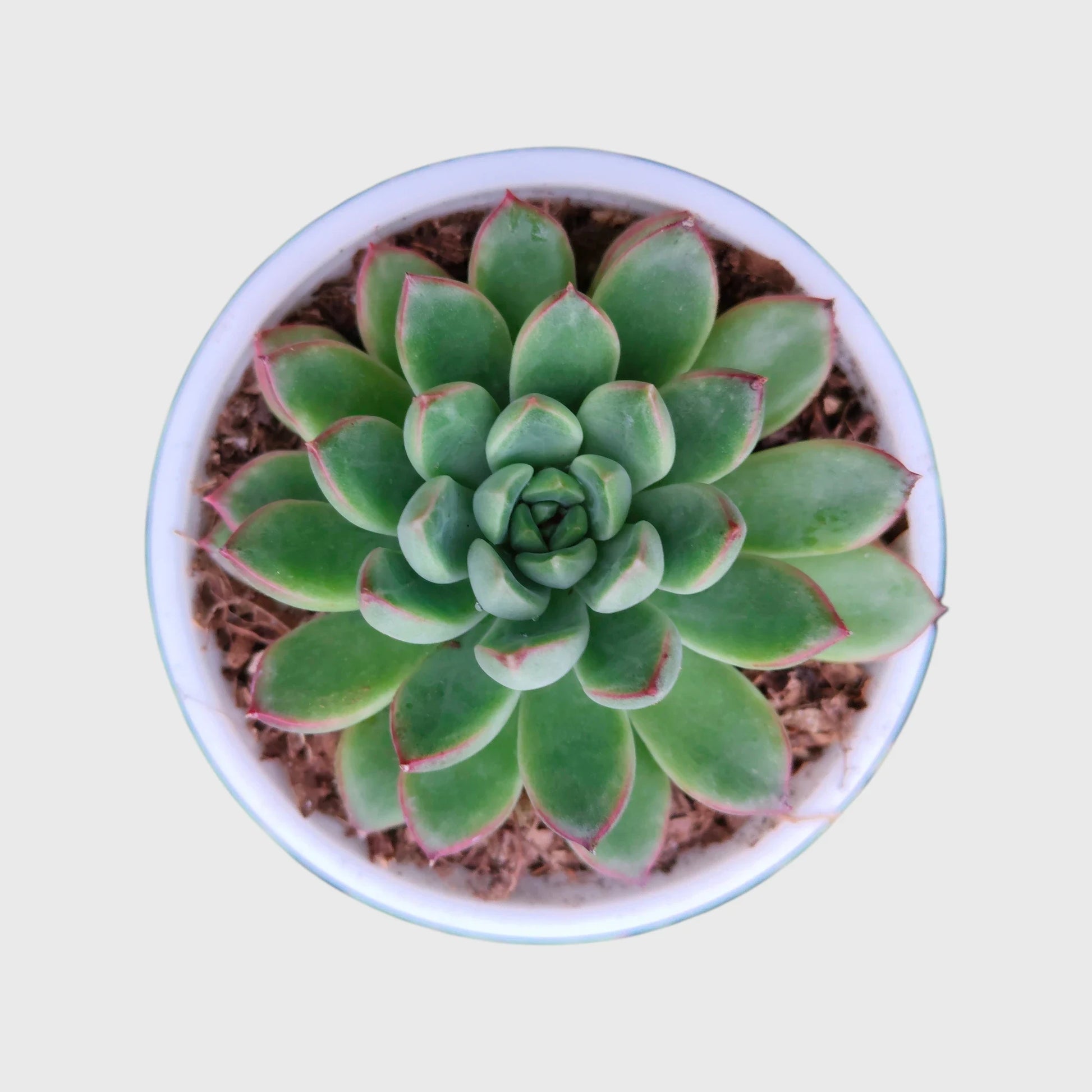 Succulent Combo Set of 9 Bare Rooted Plants