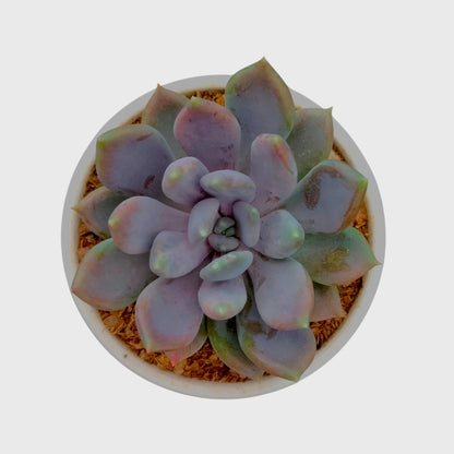 Succulent Combo Set of 9 Bare Rooted Plants
