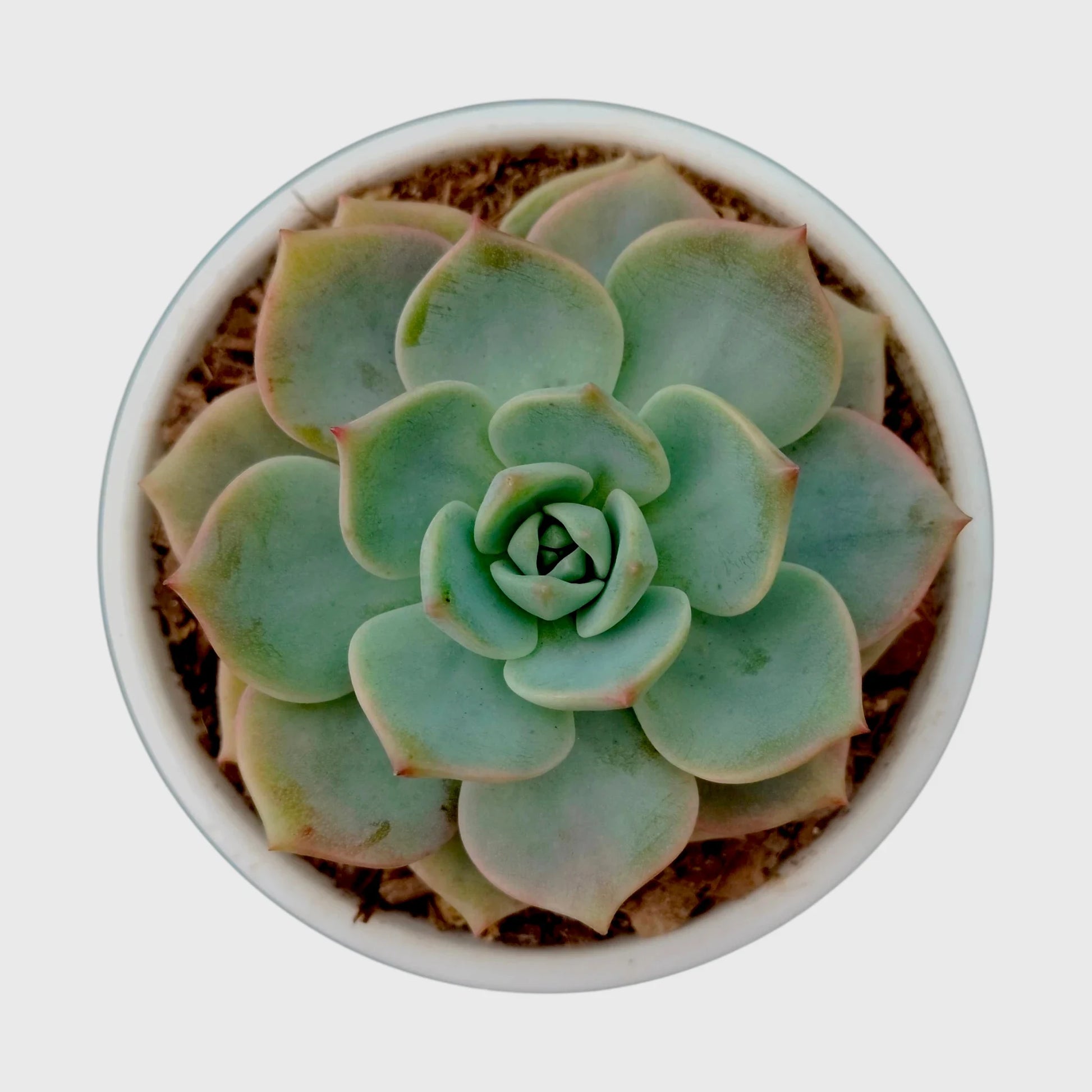 Succulent Combo Set of 9 Bare Rooted Plants