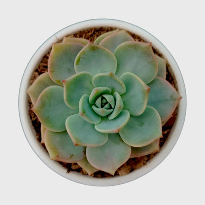 Succulent Combo Set of 9 Bare Rooted Plants