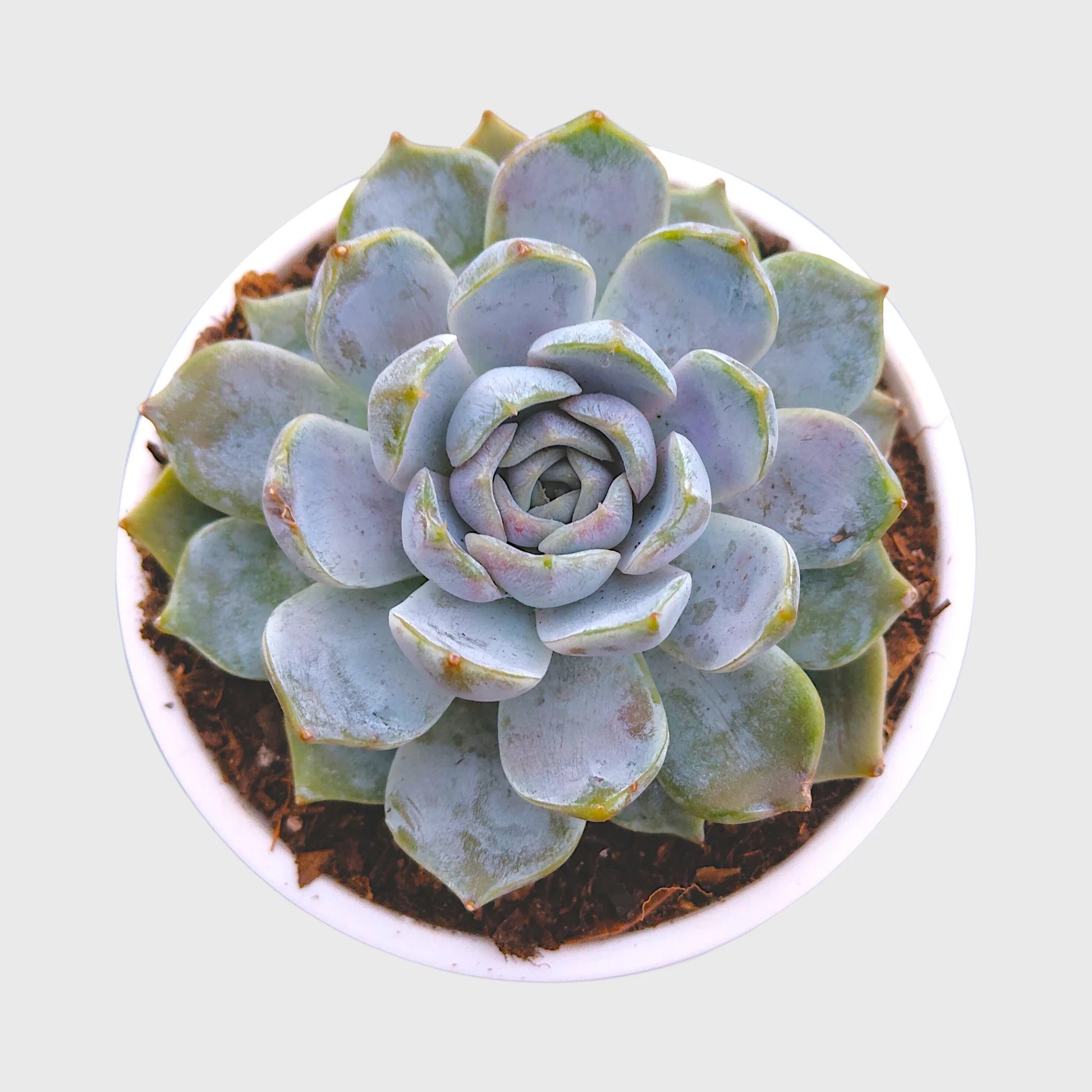 Succulent Combo Set of 9 Bare Rooted Plants