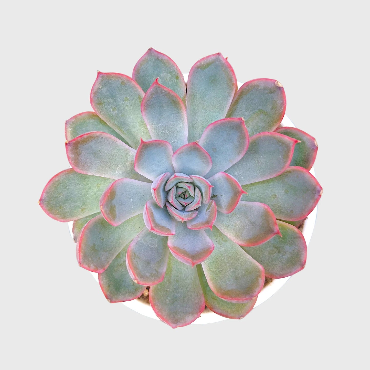 Succulent Combo Set of 9 Bare Rooted Plants