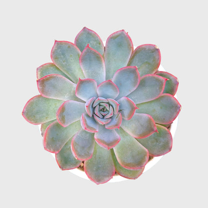 Succulent Combo Set of 9 Bare Rooted Plants