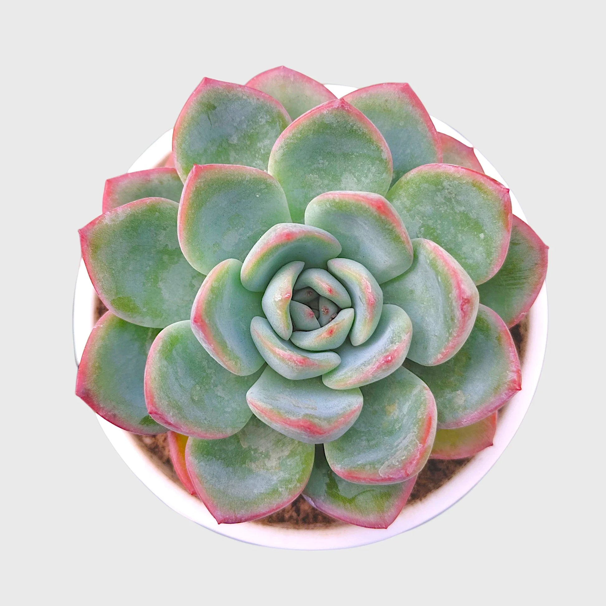 Succulent Combo Set of 9 Bare Rooted Plants