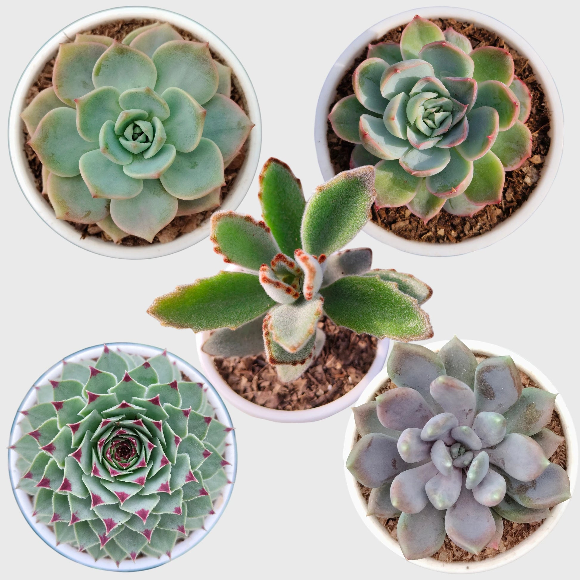 Low Maintenance Succulent Combo Set of 5 with Free Shipping | Bare Rooted Succulent Collection F1