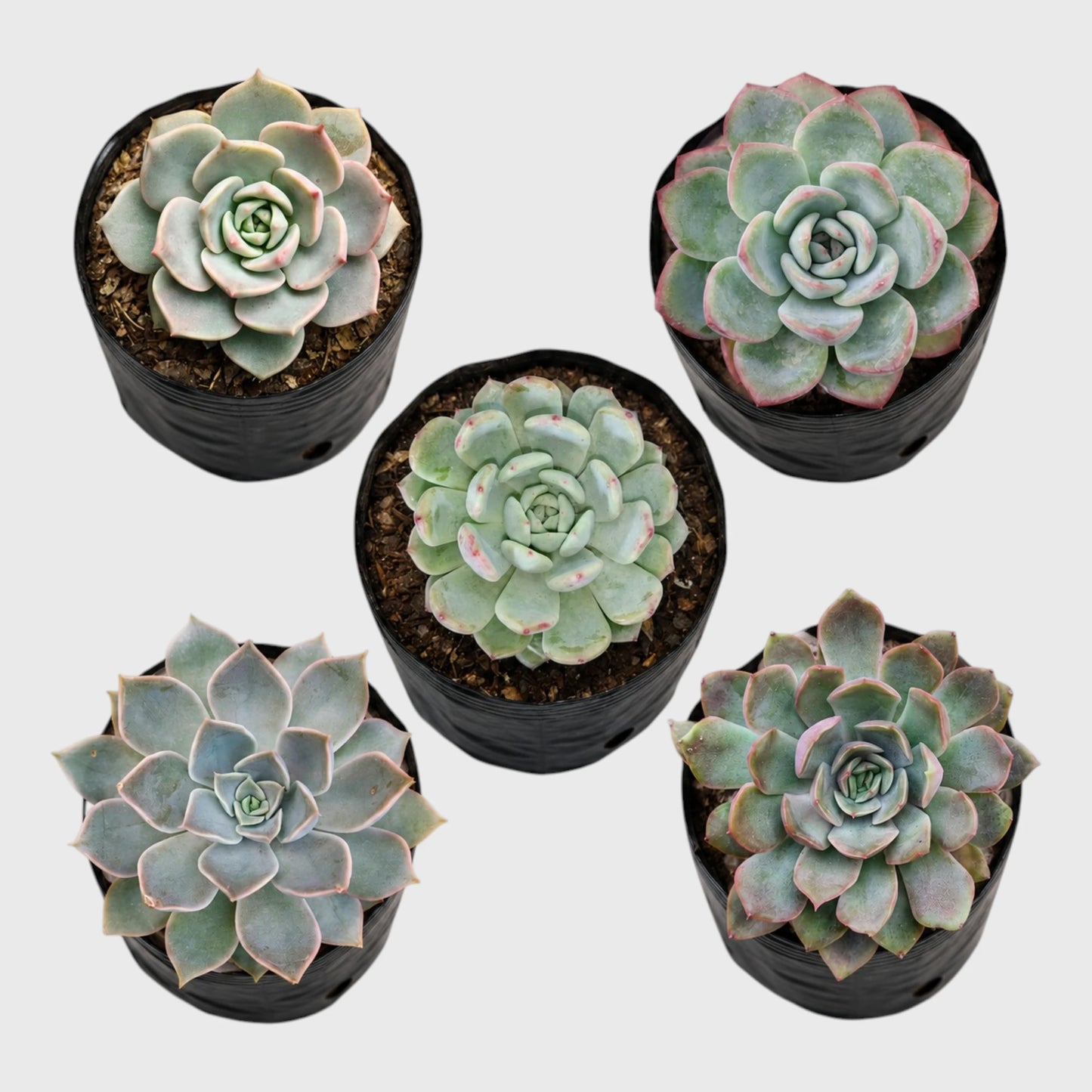 Succulent Combo Set of 5 | Well Rooted Premium Echeveria & Graptoveria Collection