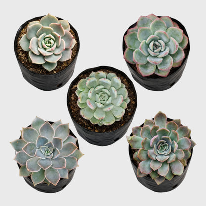 Succulent Combo Set of 5 | Well Rooted Premium Echeveria & Graptoveria Collection
